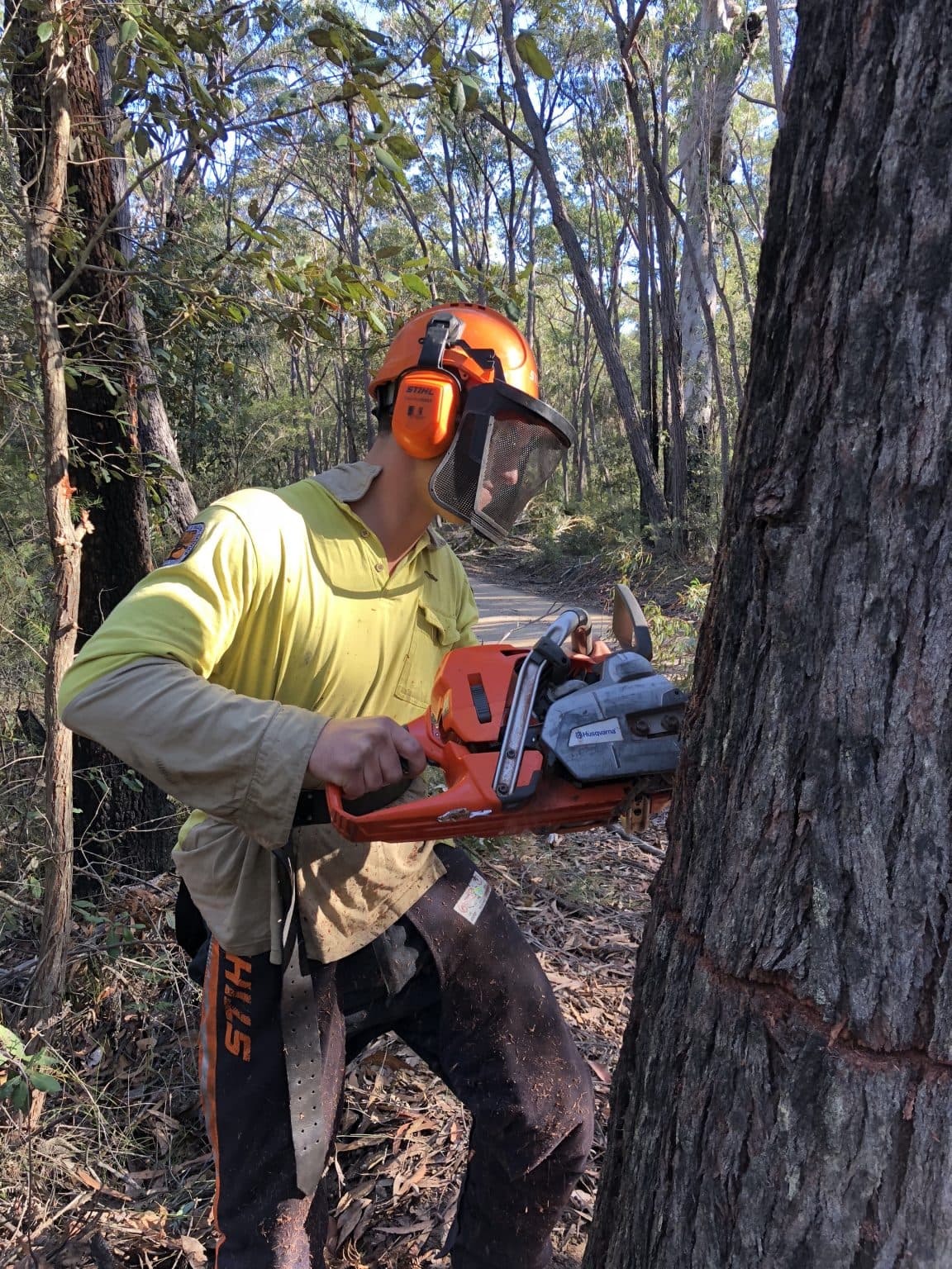 Fall Trees Manually (Advanced)