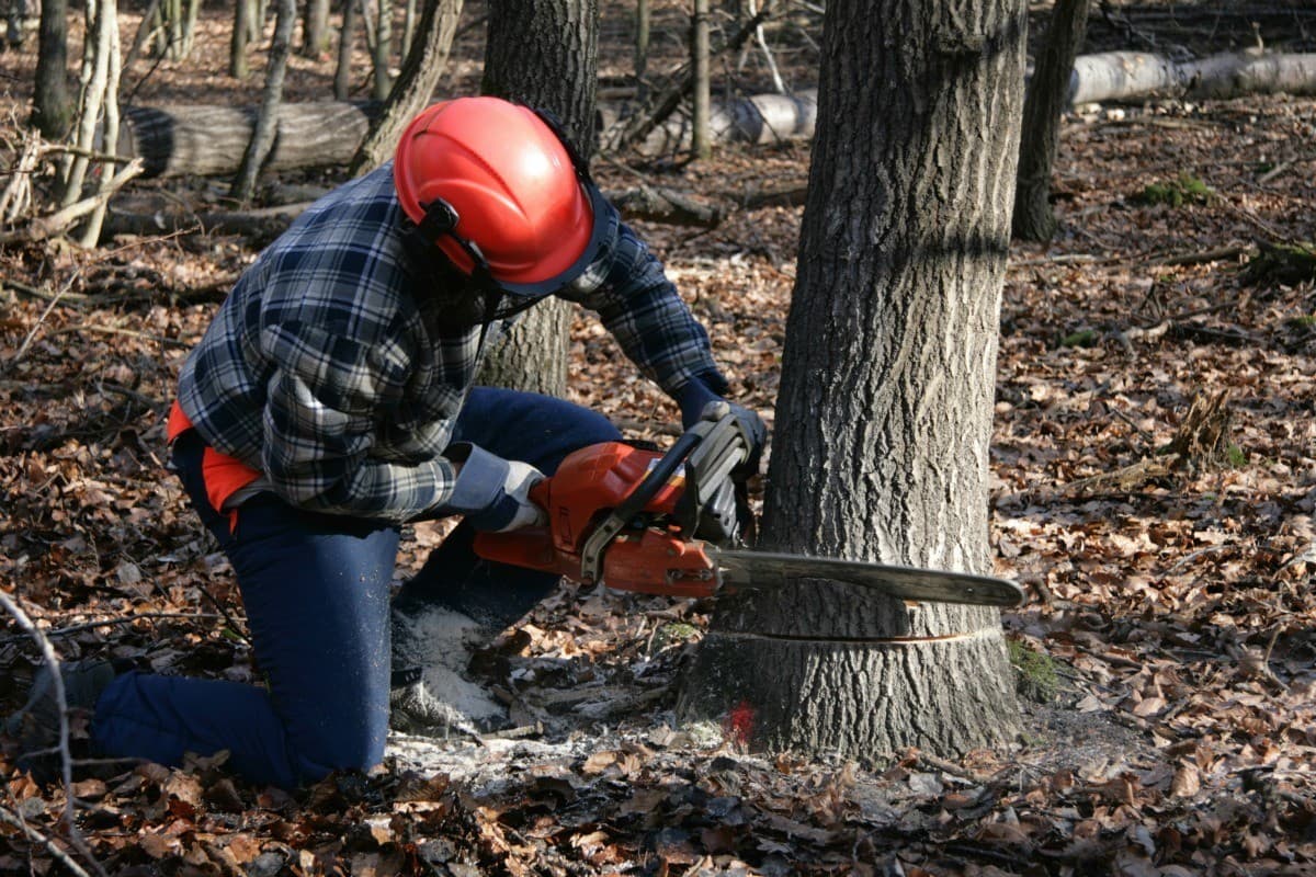 Specialist Chainsaw & Timber Training